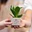 Congreet plantpots + Sansevieria | Veel geluk