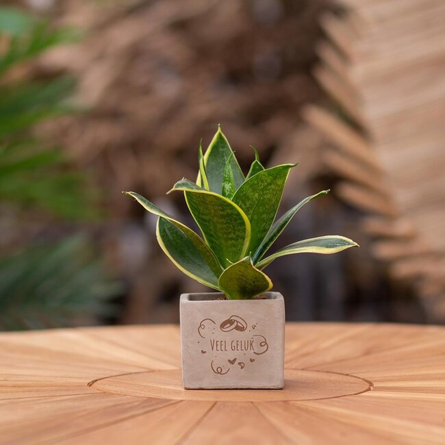 Congreet plantpots + Sansevieria | Veel geluk