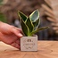 Congreet plantpots + Sansevieria | Samen sterk