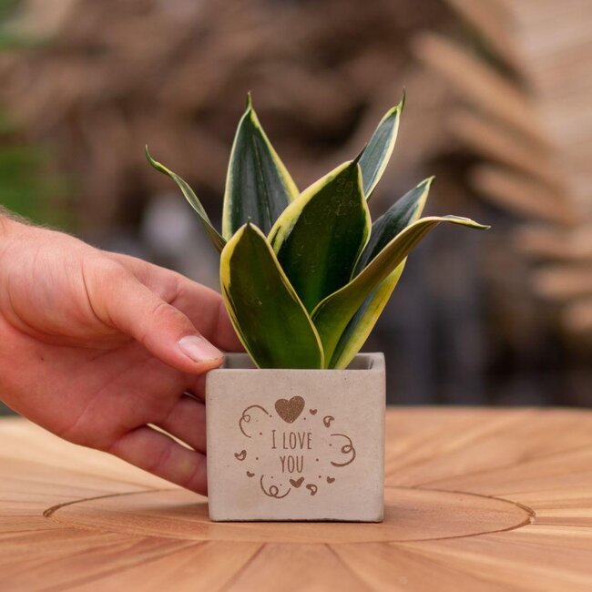 Congreet plantpots + Sansevieria | I love you