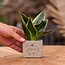 Congreet plantpots + Sansevieria | Thank you