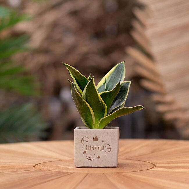 Congreet plantpots + Sansevieria | Thank you