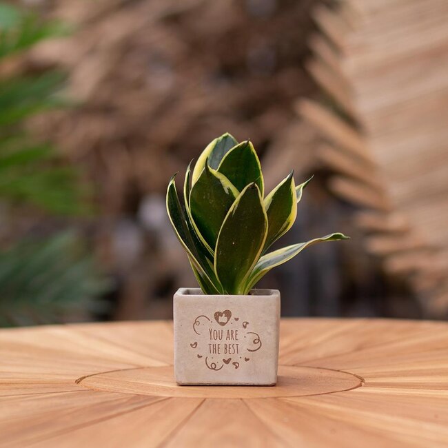 Congreet plantpots + Sansevieria | You are the best