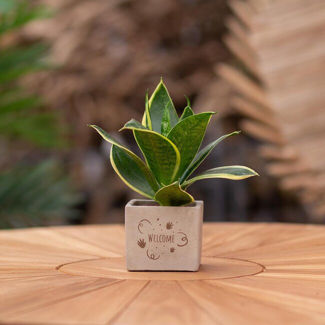 Congreet plantpots + Sansevieria | Welcome
