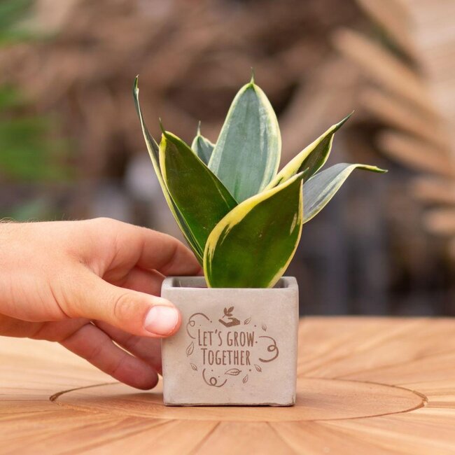 Congreet plantpots + Sansevieria | Let's grow together