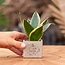 Congreet plantpots + Sansevieria | Let's grow together