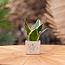 Congreet plantpots + Sansevieria | Let's grow together