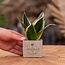 Congreet plantpots + Sansevieria | Best mom ever