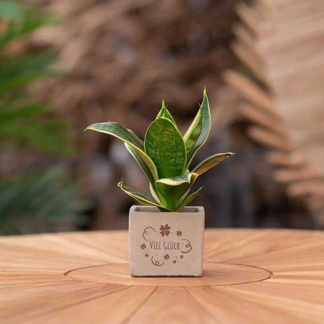 Congreet plantpots + Sansevieria | Viel Glück