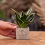 Congreet plantpots + Sansevieria | Tu es formidable