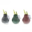 No Water Flowers® (wax amaryllis) | Waxz® Marble Mix (3 pack) + Red flower