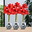 No Water Flowers® (wax amaryllis) | Giletz Bowtie (3 pack) + Red flower