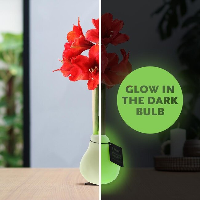 No Water Flowers® (wax amaryllis) | Glowz (3 pack) + Red flower