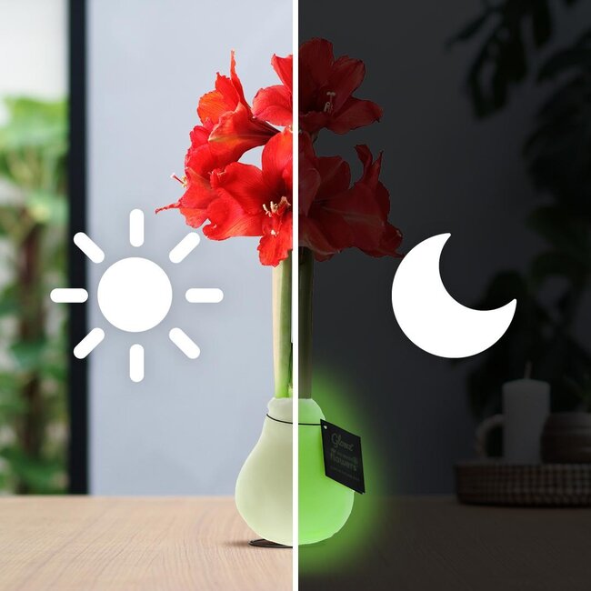 No Water Flowers® (wax amaryllis) | Glowz (3 pack) + Red flower