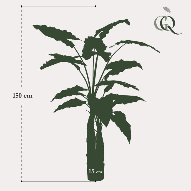 Kunstplant - Alocasia - Olifantsoor 150 cm