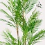 Kunstplant - Chamaedorea Elegans - Bergpalm