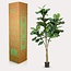 Kunstplant - Ficus Lyrata - Tabaksplant - 180 cm