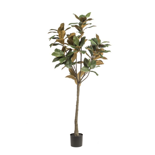 Kunstplant - Magnolia Grandiflora - 150 cm