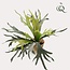 Kunstplant - Staghorn Fern - Hertshoorn - 50 cm
