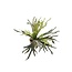 Kunstplant - Staghorn Fern - Hertshoorn - 50 cm