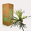 Kunstplant - Staghorn Fern - Hertshoorn - 50 cm