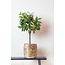 Kunstplant - Citrus Sinensis - Sinaasappelboom - 75 cm
