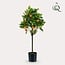 Kunstplant - Citrus Sinensis - Sinaasappelboom - 75 cm