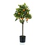 Kunstplant - Citrus Sinensis - Sinaasappelboom - 75 cm