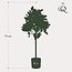 Kunstplant - Citrus Sinensis - Sinaasappelboom - 75 cm