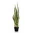 Kunstplant - Sanseveria Trifasciata - Vrouwentong - 97 cm