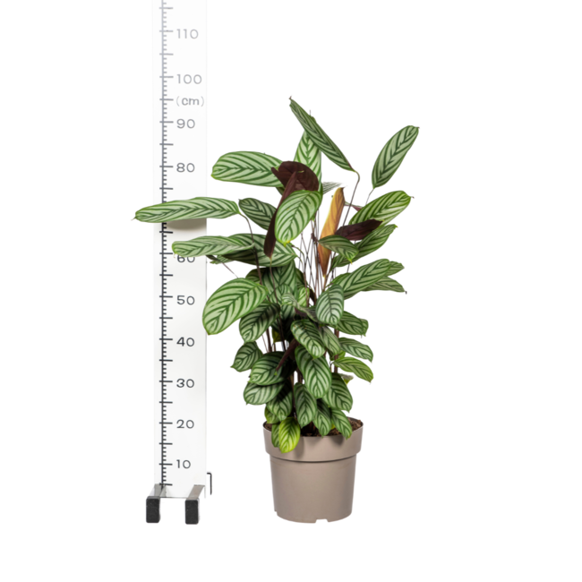 Calathea Oppenheimiana Ø24cm - ↕80 - 100cm