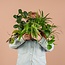Groene Kneusjesbox (12 stuks) - incl. 12 x pot Lissabon zwart