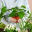 Groene Kneusjesbox (12 stuks) - incl. 12 x mand Sofia