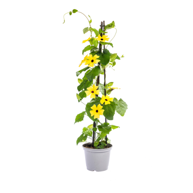 Thunbergia alata Sunny Susy Mix Ø13 cm - ↕60 cm