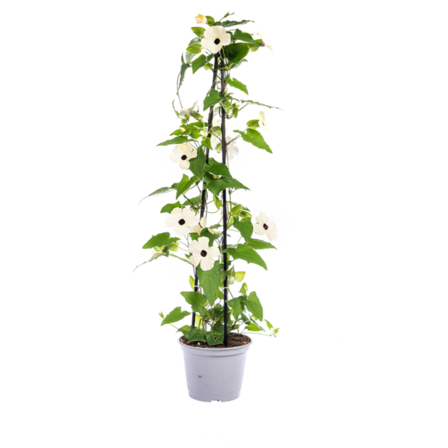 Thunbergia alata Sunny Susy Mix Ø13 cm - ↕60 cm