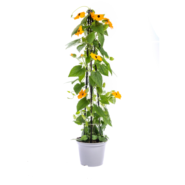 Thunbergia alata Sunny Susy Mix Ø13 cm - ↕60 cm