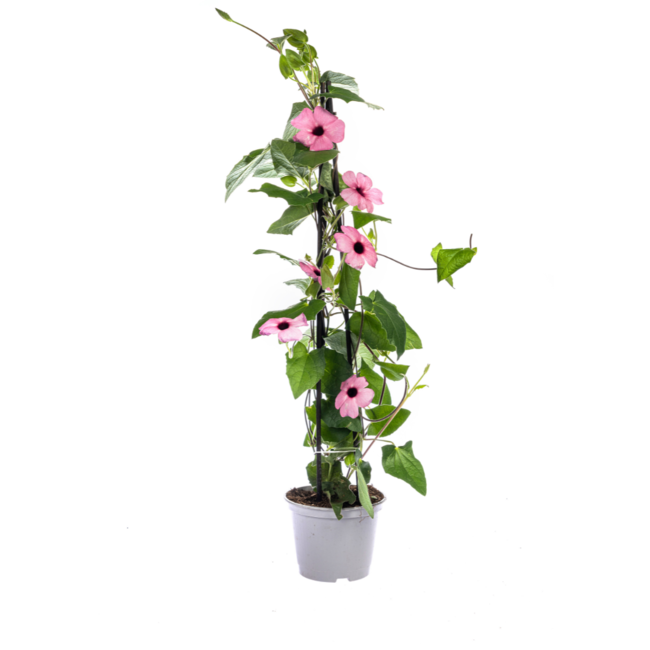 Thunbergia alata Sunny Susy Mix Ø13 cm - ↕60 cm