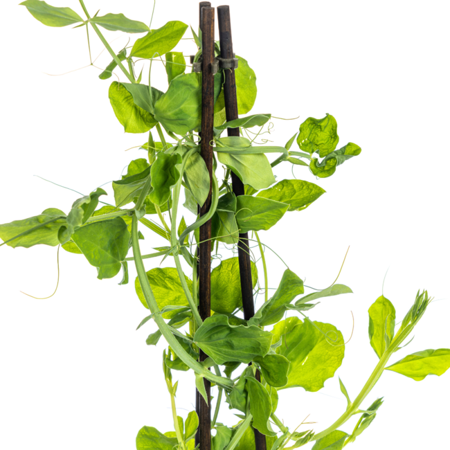 Lathyrus odoratus Ø13 cm - ↕60 cm