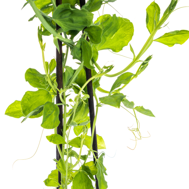 Lathyrus odoratus Ø13 cm - ↕60 cm