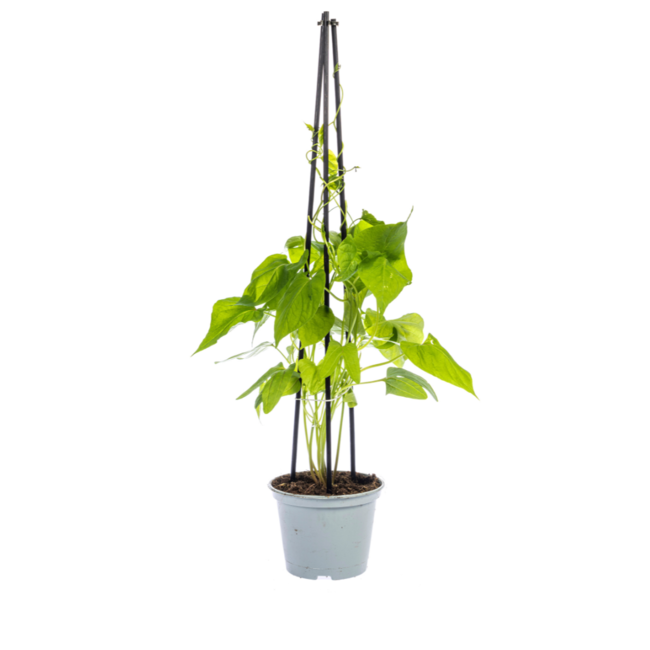 Ipomoea tricolor Heavenly Blue Ø13 cm - ↕60 cm