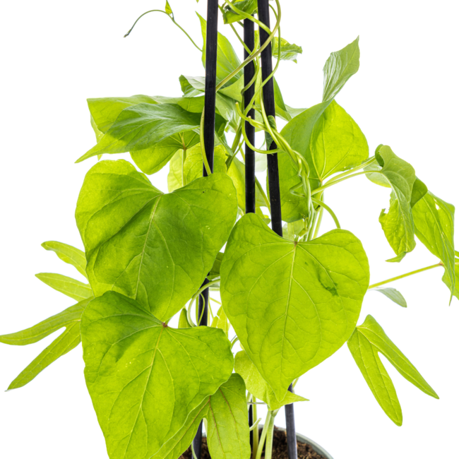 Ipomoea tricolor Heavenly Blue Ø13 cm - ↕60 cm