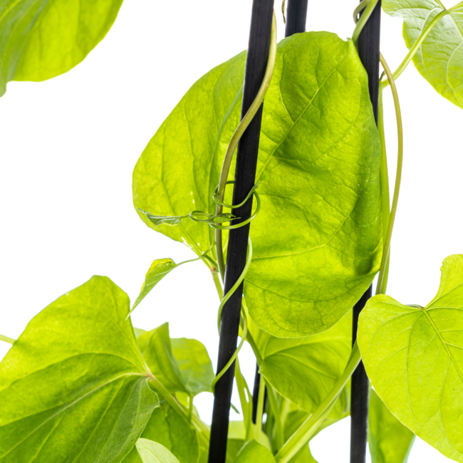 Ipomoea tricolor Heavenly Blue Ø13 cm - ↕60 cm