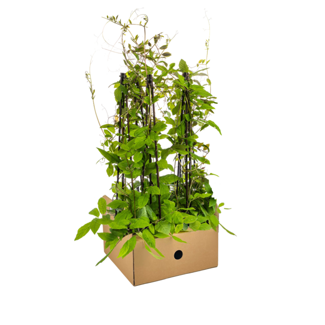Cobea scandens Violet Blue Ø13 cm - ↕60 cm