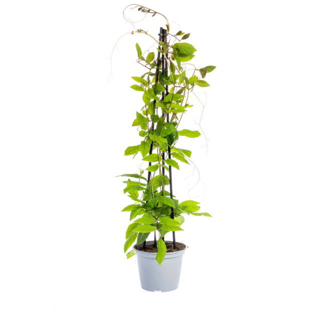 Cobea scandens Violet Blue Ø13 cm - ↕60 cm