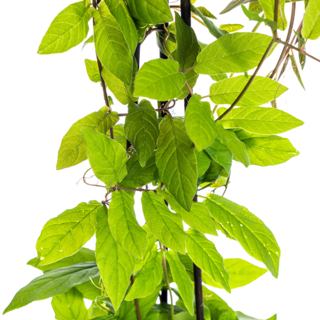 Cobea scandens Violet Blue Ø13 cm - ↕60 cm