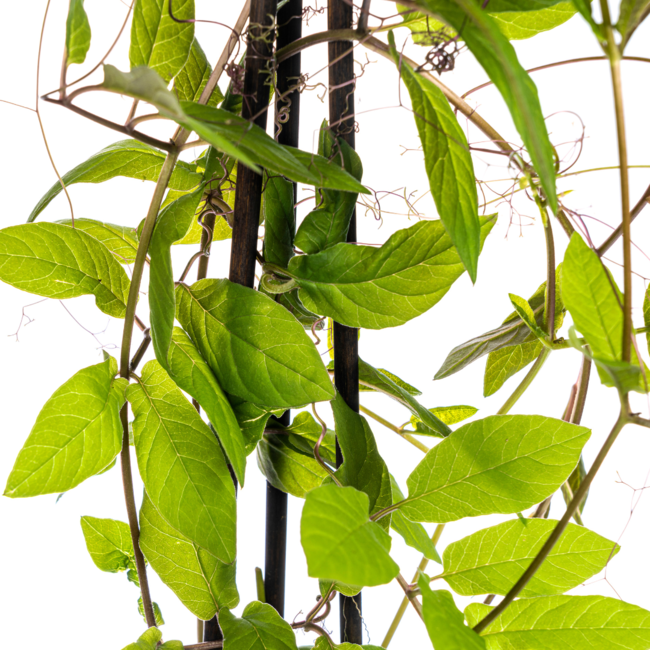 Cobea scandens Violet Blue Ø13 cm - ↕60 cm