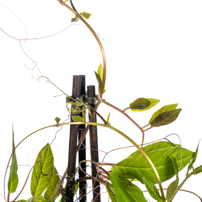 Cobea scandens Violet Blue Ø13 cm - ↕60 cm