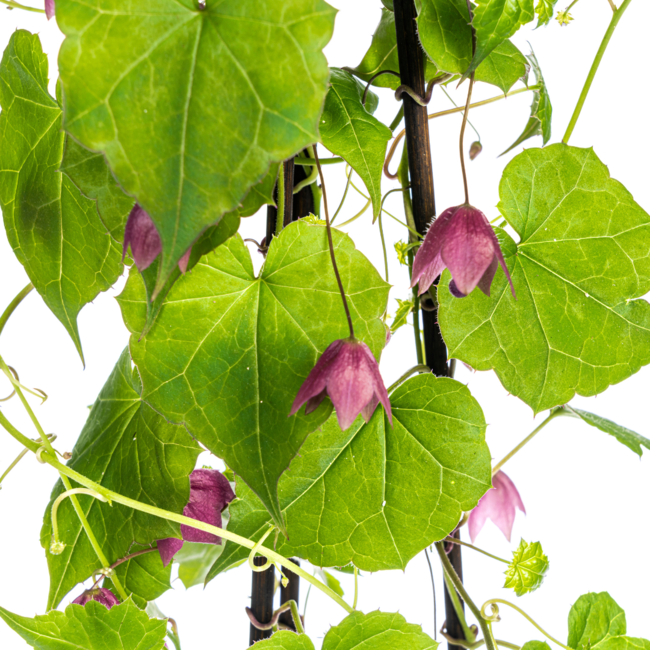 Rhodochiton atrosanguineum Purple Bells Ø13 cm - ↕60 cm