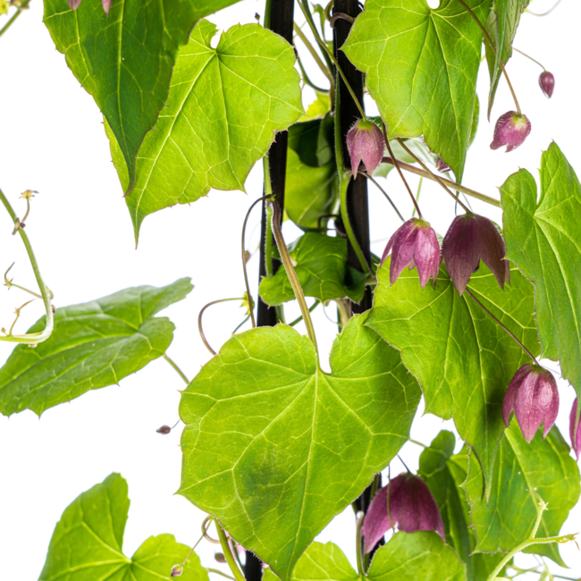 Rhodochiton atrosanguineum Purple Bells Ø13 cm - ↕60 cm
