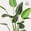 Kunstplant - Strelitzia Nicolai - Paradijsvogelbloem - 230cm